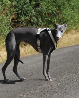 whippet greyhound harness