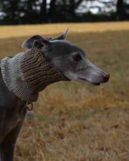 whippet greyhound snood